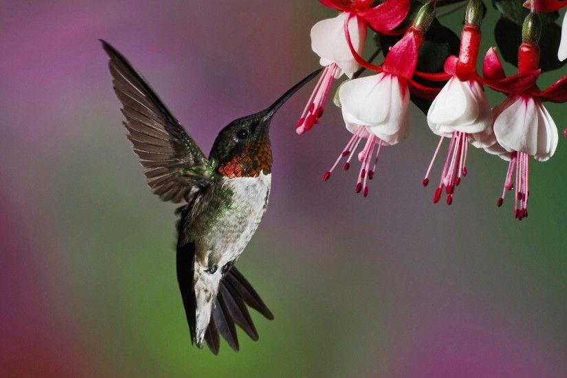 flowers, Photography, Fuschia, Birds, Hummingbirds Wallpapers HD / Desktop  and Mobile Backgrounds