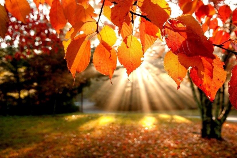 natural hd autumn background