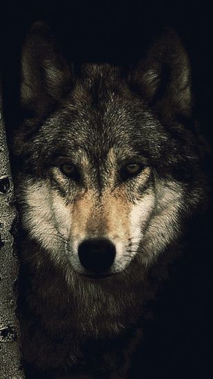 ... Stunning Wolf Up Close Wallpaper #6812269 ...