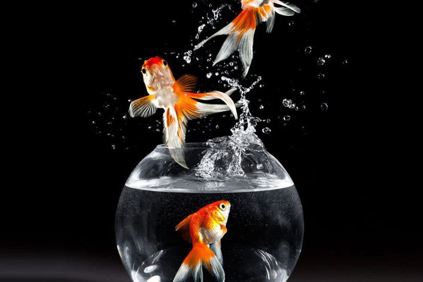 cute goldfish wallpaper - Google Search