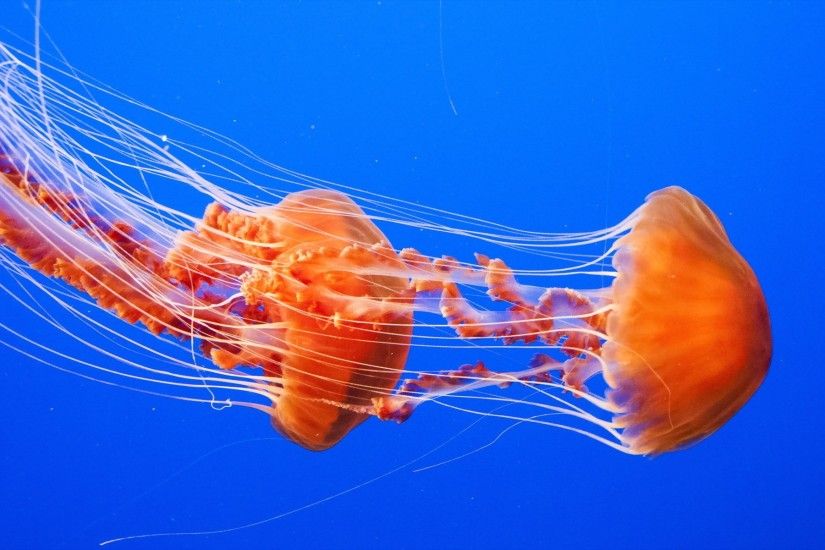 jellyfish - Full HD Background