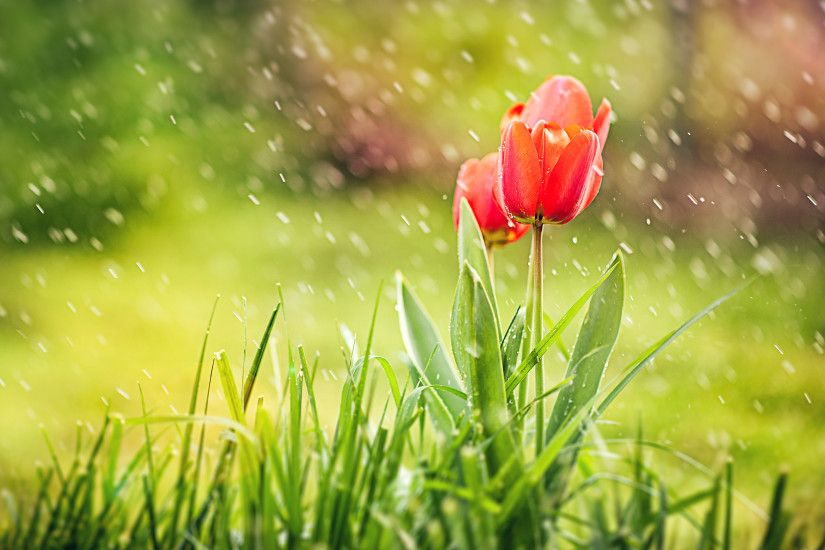 Red Tulip Rain