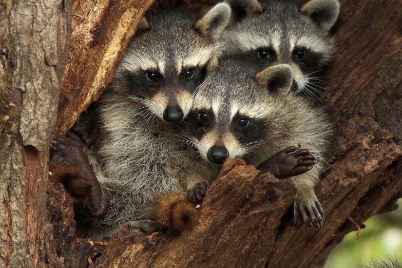 raccoon, hollow, wood, tree