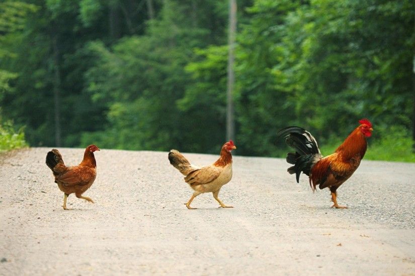 Cock Chicken on Road wide