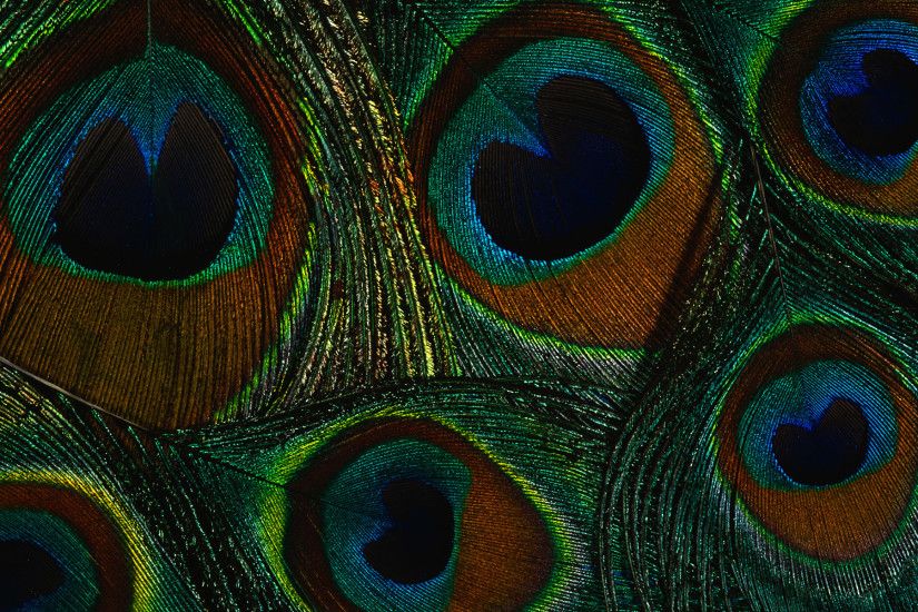 Pretty peacock feather background! Love this! | Cute backgrounds .