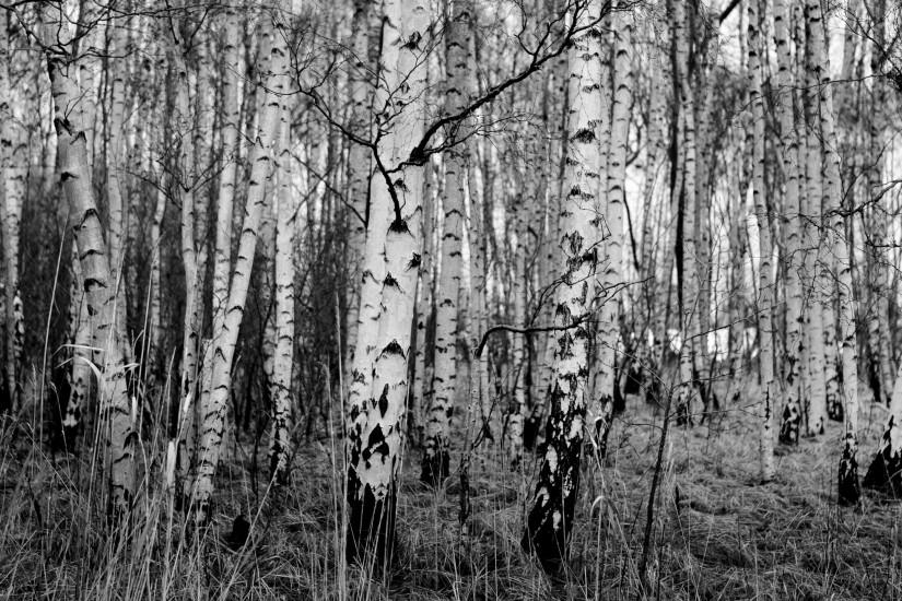Natural Black & White Birch Trees With Resolutions 2560Ã1440 Pixel