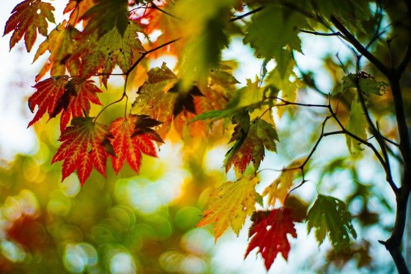 close up leaves leaves autumn red green tree tree branches blur bokeh  autumn tree background wallpaper