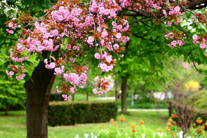 Preview wallpaper sakura, bloom, spring, garden, sharpness 2048x1152