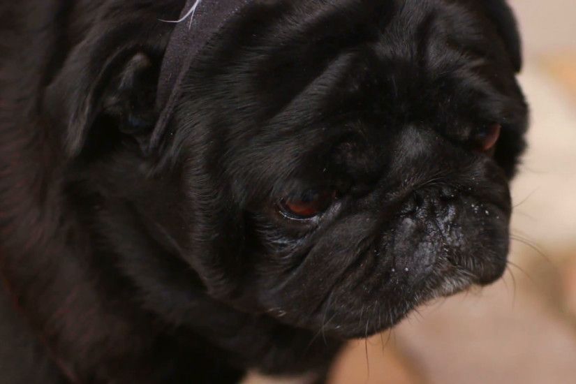 Black pug sniffing air and looking around, sick dog feeling bad, veterinary  Stock Video Footage - VideoBlocks
