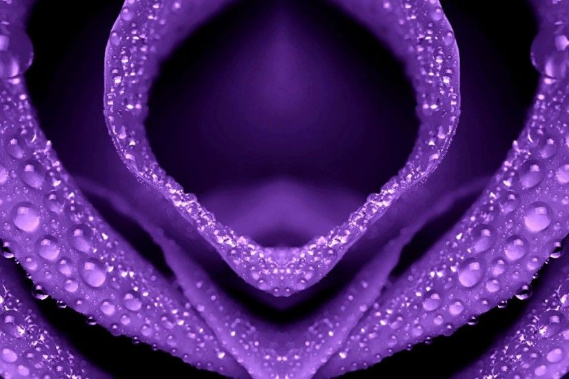 Purple Â· HD Wallpapers 1080p Purple Rose 3