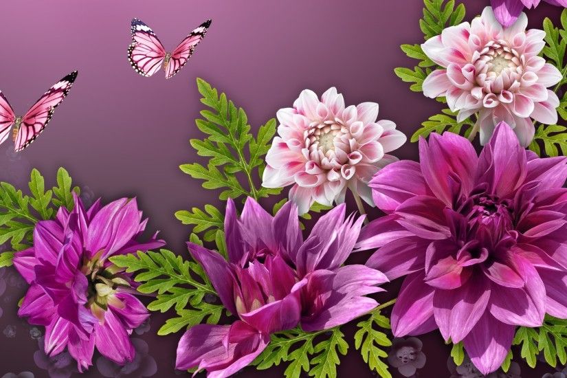Flowers Dahlias Mauve Pink Butterflies Fall Spring Summer Dalhias Fragrant  Bright Autumn Purple Wallpaper Flower Vintage Detail