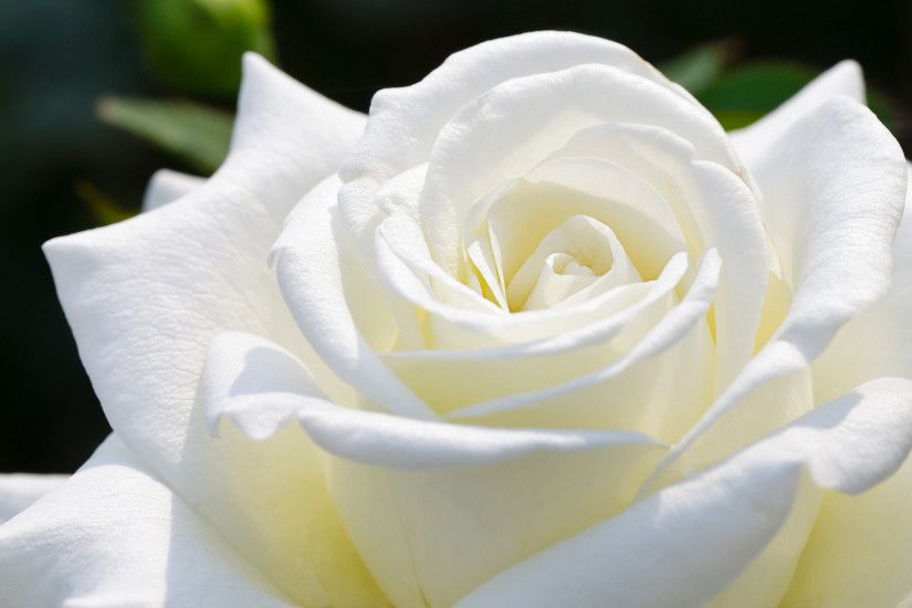 Beautiful White Rose HD Wallpapers | HD Wallpapers Fit