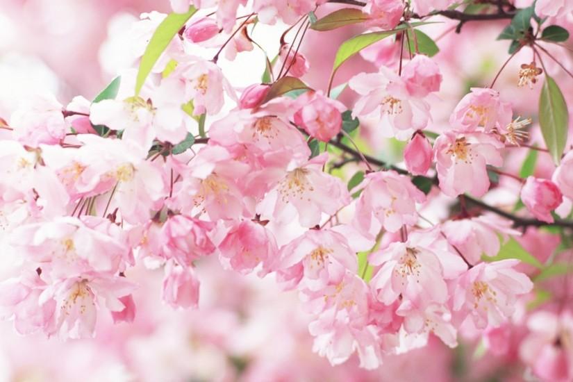 Description: Sakura Spring Flowers Wallpaper is a hi res Wallpaper for .