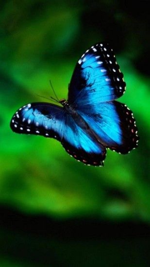Wallpaper iphone 7 blue butterfly 1080 1920 full hd 50