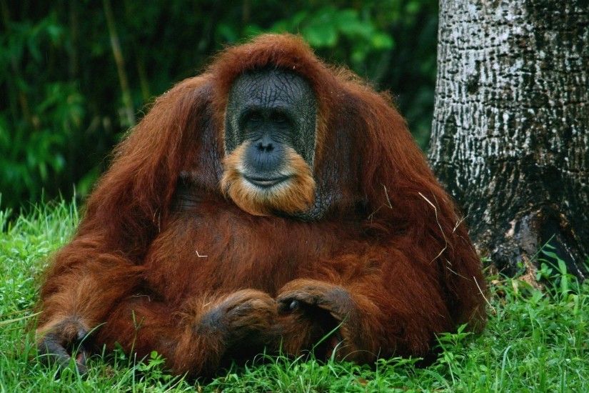Orangutan Tag - Orangutan Mammal Ape Mac Desktop Backgrounds Animals for HD  16:9 High