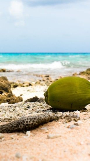 Coconut on Rocky Beach Android Wallpaper wallpaper