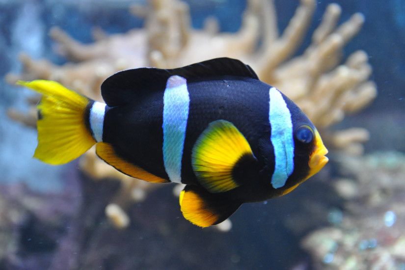 Clarkii Clownfish Fish HD Desktop Wallpaper