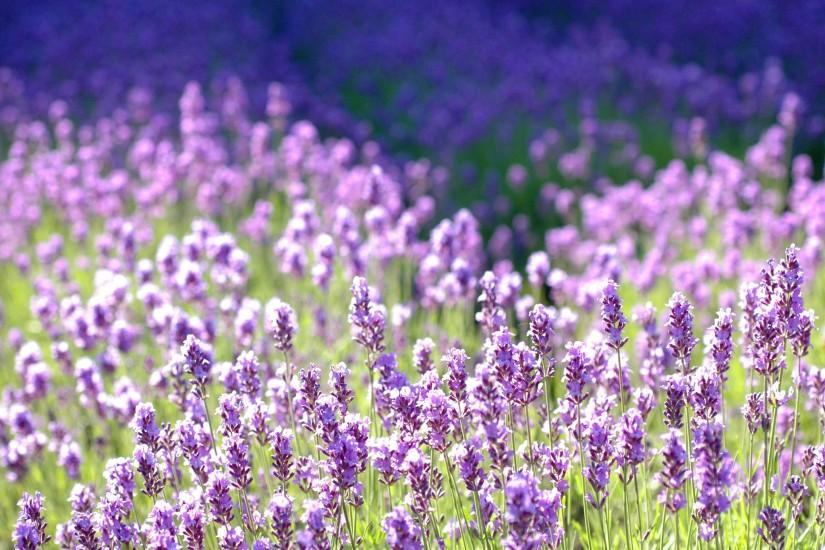 Lavender Flower Tumblr Wallpapers Images