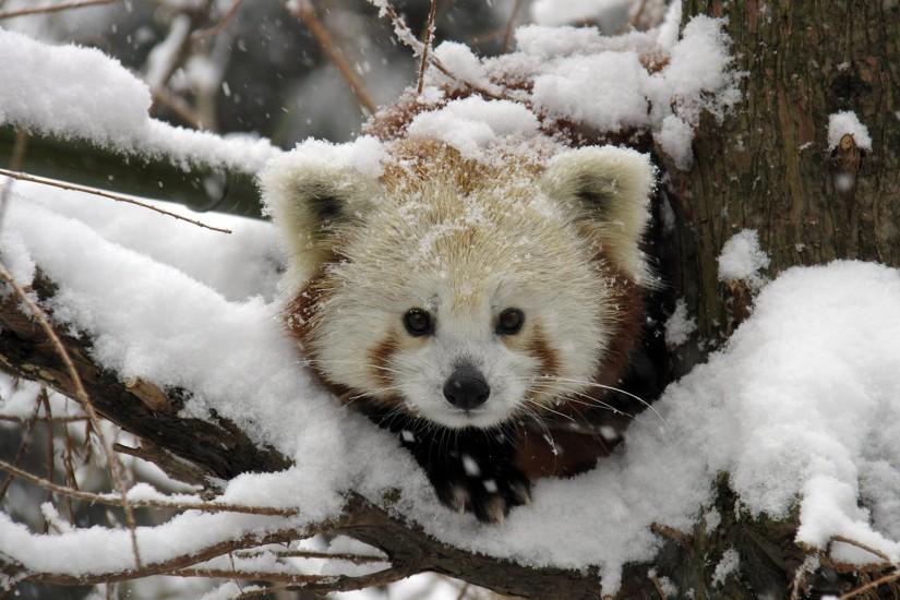 Red Panda Wallpaper Snow