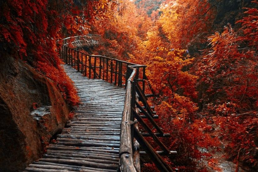 nature, Landscape, River, Forest, Fall, Walkway, Path, Trees, Leaves  Wallpapers HD / Desktop and Mobile Backgrounds
