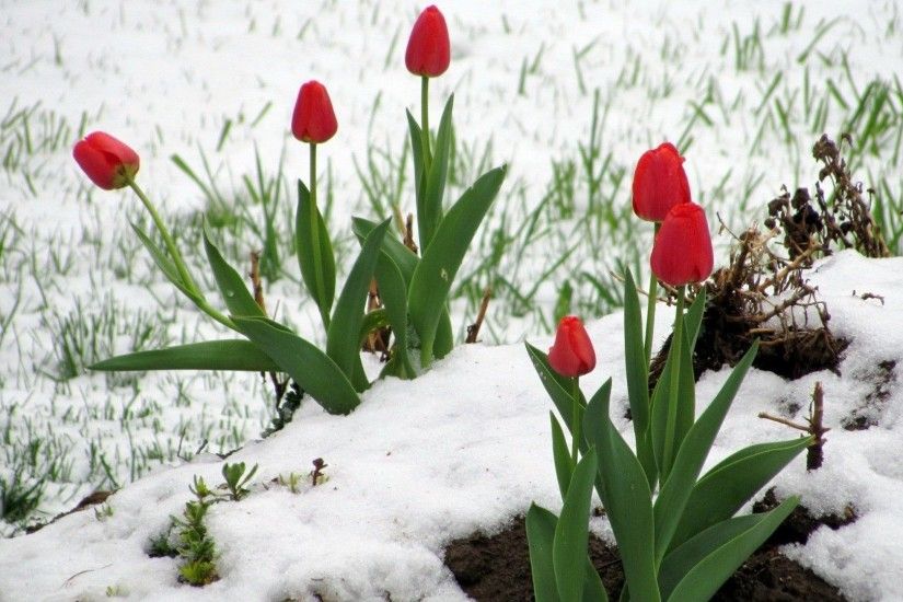 Red Tulips Snow Winter Tulip Wallpapers Detail