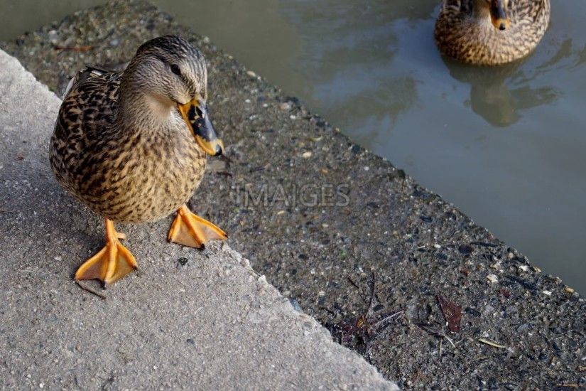 Duck, Mallard Duck, Water Bird, Pond