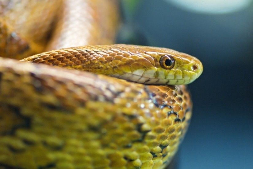 2560x1440 Wallpaper snake, eyes, scales
