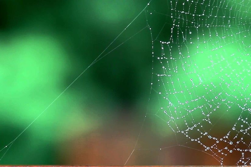 Spider Web, Rain Falling in Background - Free Stock Video - OrangeHD.com