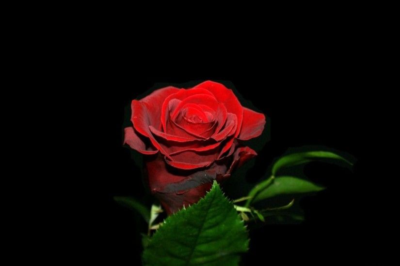 A Single Red Rose Isolated Against A Black Background In The .