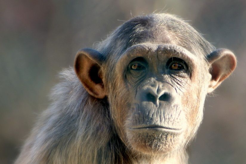 Animal - Chimpanzee Monkey Wallpaper