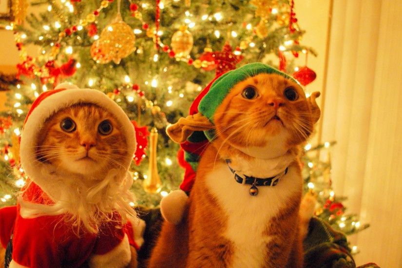... Christmas Cat ...