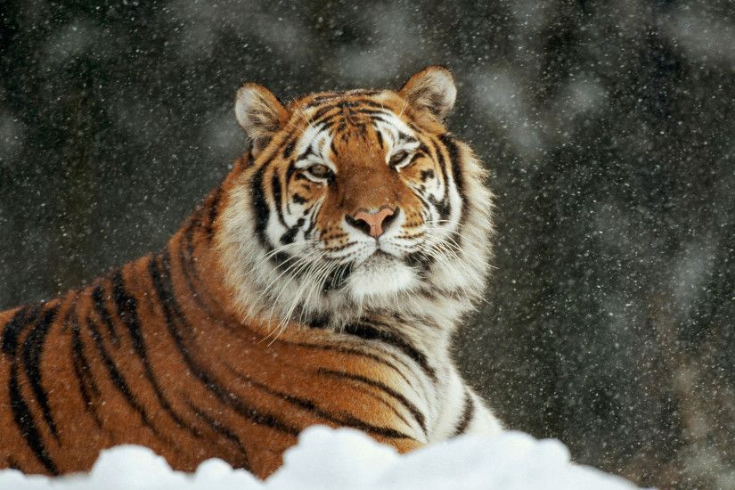 Siberian Tiger Wallpaper Siberian Tiger Wallpaper Siberian Tiger Wallpaper  ...