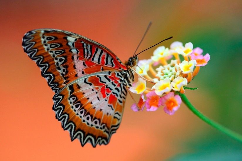 Butterfly On Flowers Wallpaper For Hd Desktop Wallpaper
