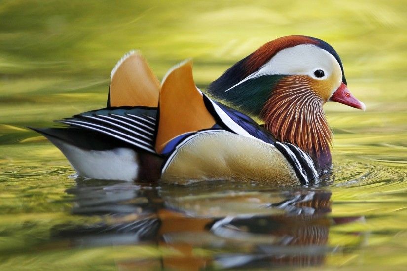 mandarin duck 1080p windows