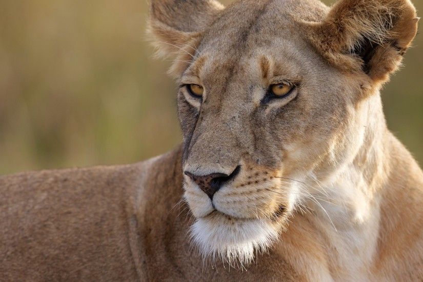 3840x2160 Wallpaper lioness, predator, big cat, eyes