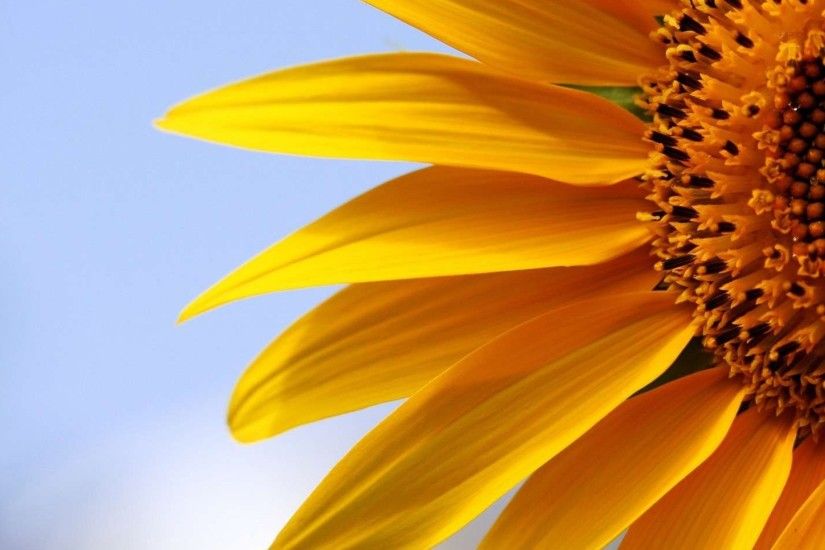 desktop wallpaper sunflower