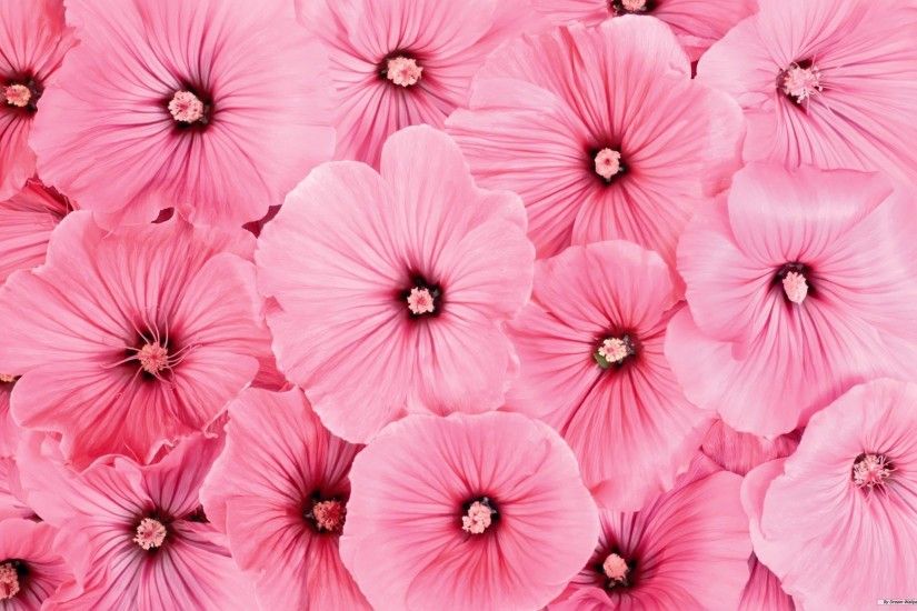 Flower Wallpaper Pink Desktop
