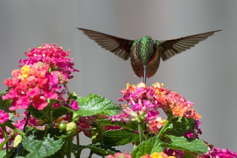 ... Hummingbird; Hummingbird