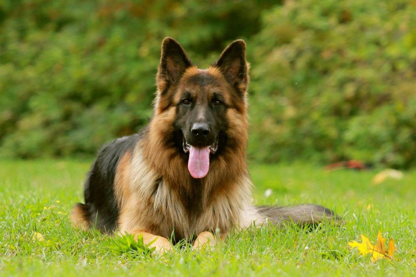 ... German Shepherd Dog Widescreen HD Wallpaper 04