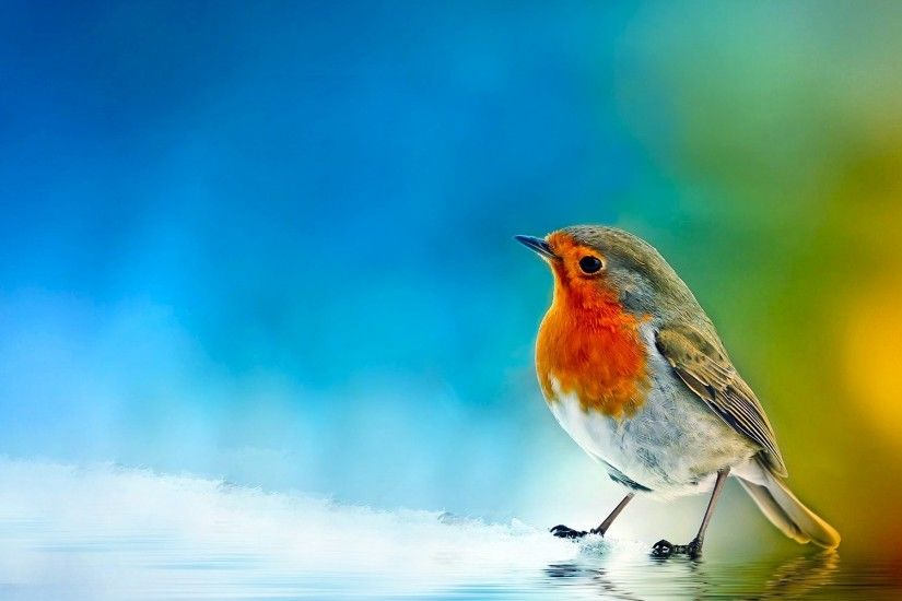 Animal - Bird Animal Colorful Wallpaper