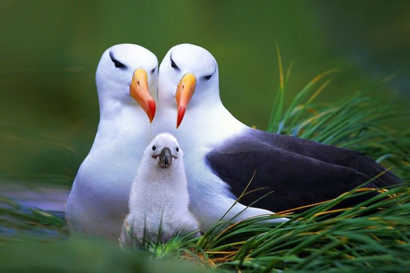 animals, Birds, Seagulls, Baby Animals Wallpapers HD / Desktop and Mobile  Backgrounds