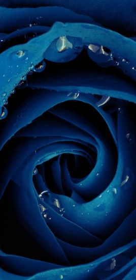 Beautiful blue rose flower Galaxy Note 8 Wallpaper