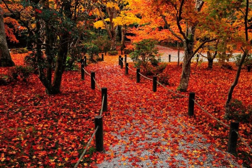 Red Fall Leaves Wallpapers Widescreen