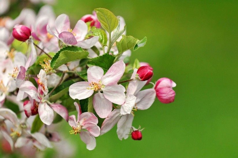 Wallpaper HD Apple Blossoms, Beautiful Apple Blossoms wallpapers .