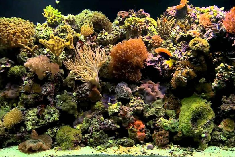 Coral Reef Aquarium Background