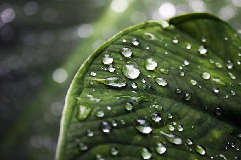 Earth - Water Drop Green Leaf Drops Forest Wallpaper