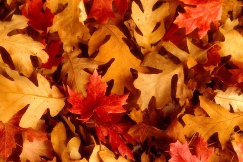Widescreen Wallpapers: Fall Leaves HD - HD Wallpapers