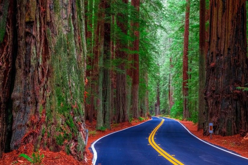 Redwood Forest Road Wallpaper
