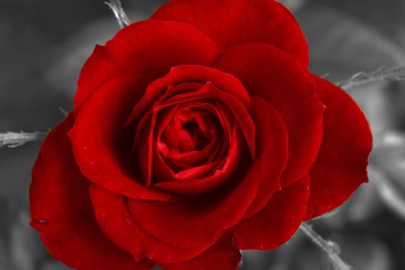 single red rose black and white background 9