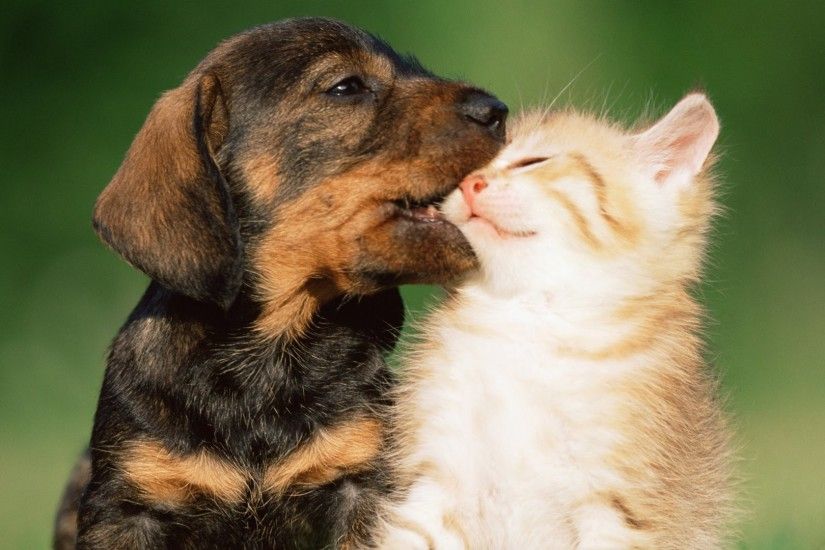Picture of puppies and kittens